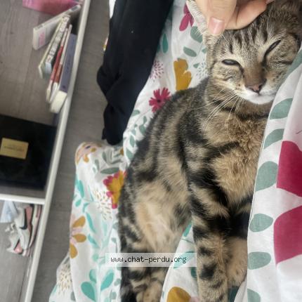 Photo 2/2 Chat retrouvé Perdu à Annemasse