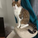 Photo de chat perdu à Champigny Sur Marne