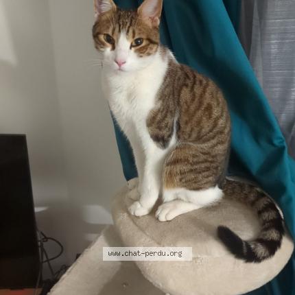 Photo 1/1 Chat retrouvé Perdu à Champigny Sur Marne