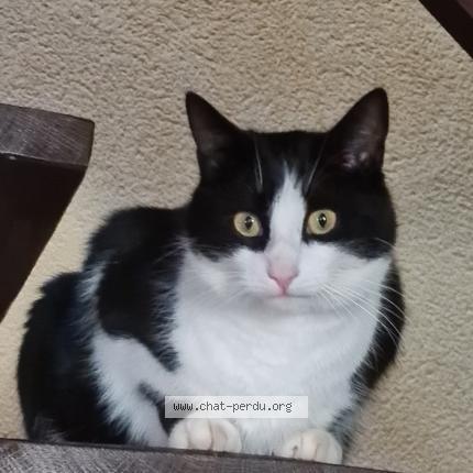 Photo 1/1 Chat retrouvé Perdu à Oree D Anjou