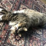 Photo de chat perdu à Carignan De Bordeaux