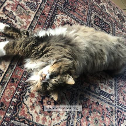 Photo 1/1 Chat retrouvé Perdu à Carignan de bordeaux