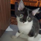 Photo de chat perdu à Dreux