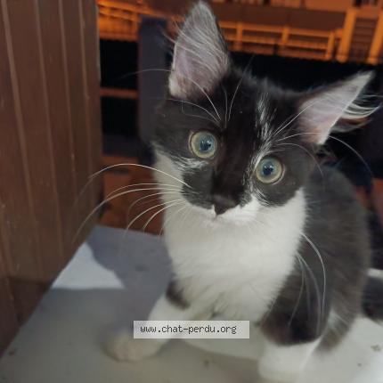 Photo de chat perdu à Dreux