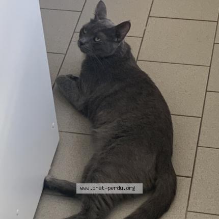 Photo 1/1 Chat retrouvé Perdu à Chantilly Gouvieux