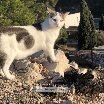 Photo 1/1 Chat retrouvé Perdu à Les pennes mirabeau