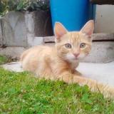 Photo de chat perdu à Janze