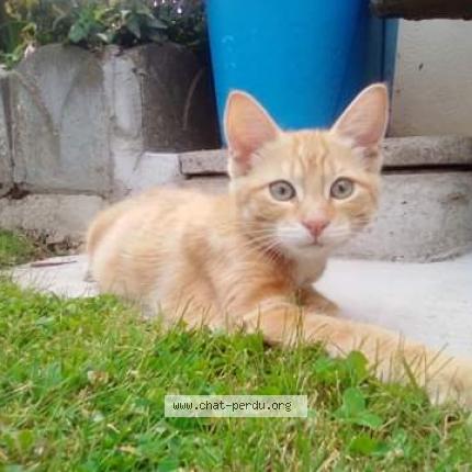 Photo 1/1 Chat retrouvé Perdu à Janze