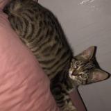 Photo de chat perdu à Brou Sur Chantereine