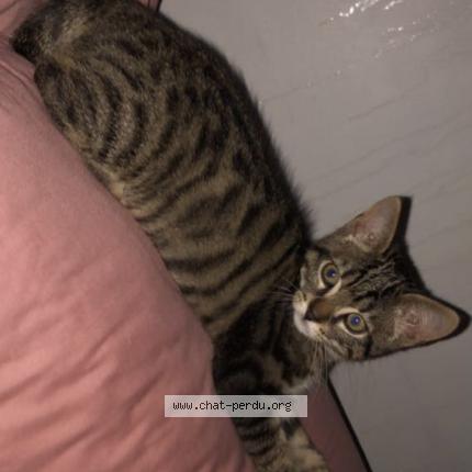 Photo de chat perdu à Brou Sur Chantereine