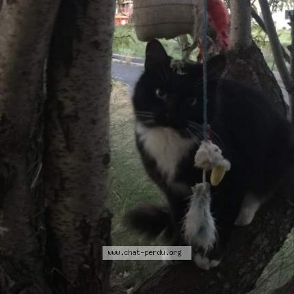 Photo 1/1 Moon Chat perdu à Beziers