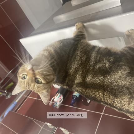 Photo 1/1 Chat retrouvé Trouvé à Tournus