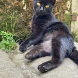 Photo de chat perdu à Langoiran