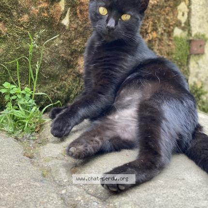 Photo 1/1 Hela Chat perdu à Langoiran