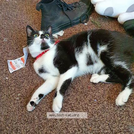 Photo 1/1 Billy Jones Chat perdu à Preston