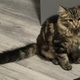 Photo de chat perdu à Serrieres