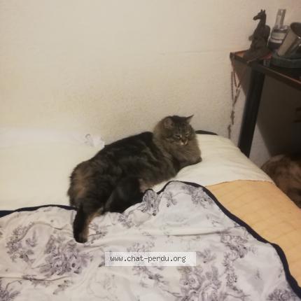 Photo 1/1 Chat retrouvé Perdu à Corti
