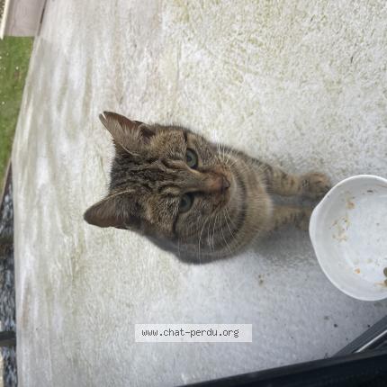 Photo 1/1 Chat retrouvé Trouvé à Ernee