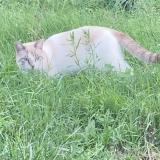 Photo de chat perdu à Deyme