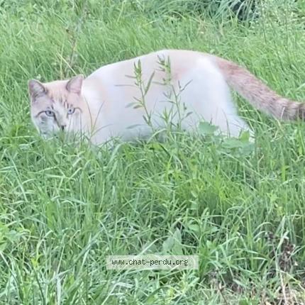 Photo de chat perdu à Deyme