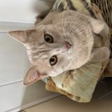 Photo de chat trouvé à Artigues Pres Bordeaux