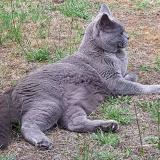 Photo de chat perdu à Villenave D Ornon