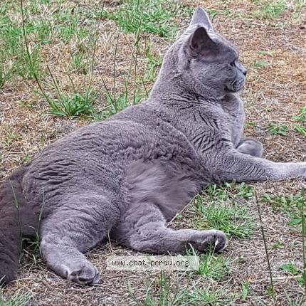Photo de chat perdu à Villenave D Ornon
