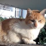 Photo de chat trouvé à Marseille