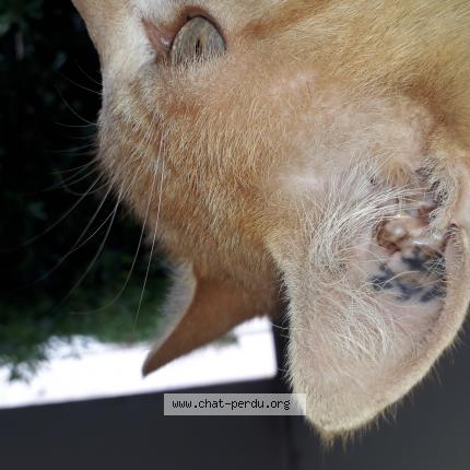 Photo 2/3 Chat trouvé Trouvé à Marseille