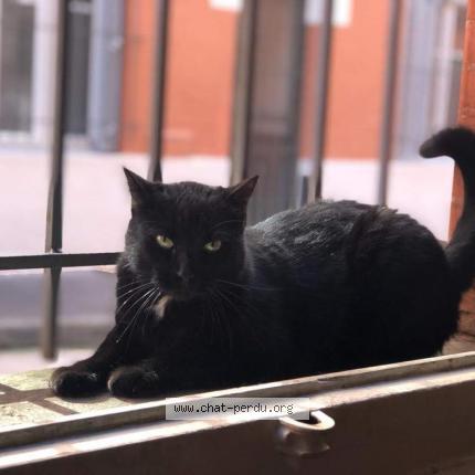 Photo 1/1 Chat retrouvé Perdu à Toulouse