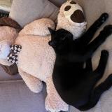 Photo de chat perdu à Nimes