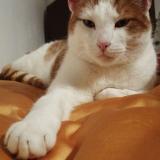 Photo de chat perdu à Lognes