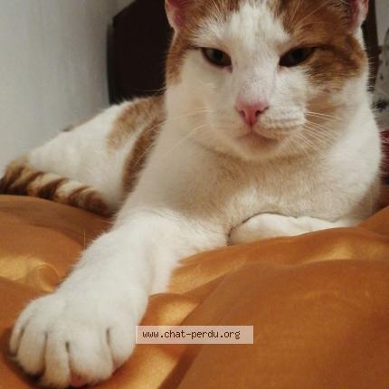 Photo 1/1 Chat retrouvé Perdu à Lognes