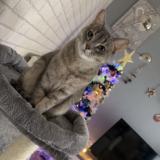 Photo de chat perdu à Saint Parres Aux Tertres