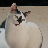 Photo de chat perdu à Veyre Monton