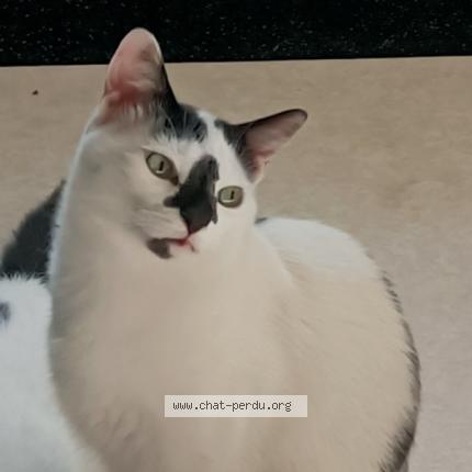Photo 1/1 Chat retrouvé Perdu à Veyre monton