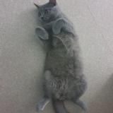 Photo de chat perdu à Troyes