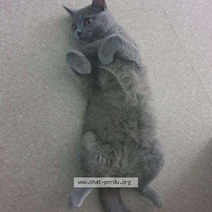 Photo de chat perdu à Troyes