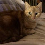 Photo de chat perdu à Oradour Sur Glane