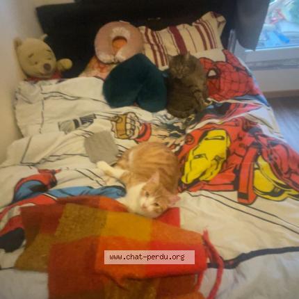 Photo de chat perdu à Bouffemont