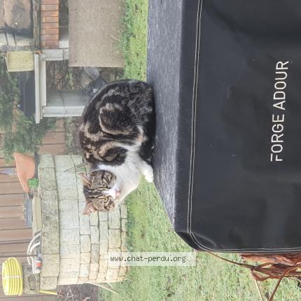 Photo de chat trouvé à La Cotiniere