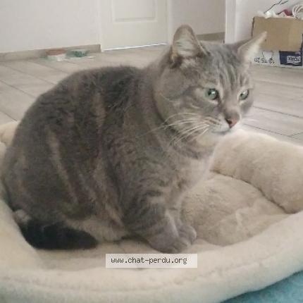 Photo de chat perdu à La Seyne Sur Mer