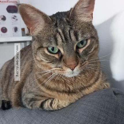 Photo de chat perdu à Montigny Les Cormeilles