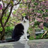 Photo de chat perdu à Houilles