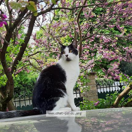 Photo 1/1 Chat retrouvé Perdu à Houilles