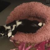 Photo de chat perdu à Parc D Anxot