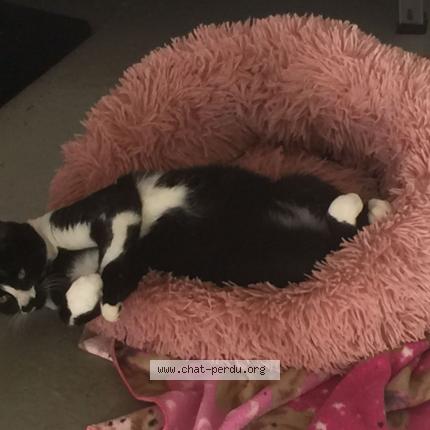 Photo 1/1 Chat retrouvé Perdu à Parc d anxot