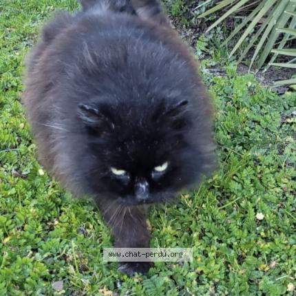 Photo 1/1 Chat retrouvé Trouvé à Toulouse