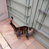 Photo de chat perdu à Strasbourg