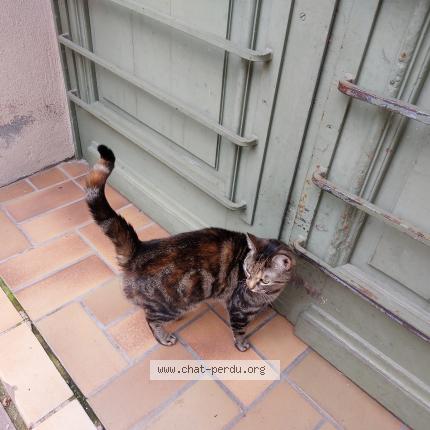 Photo 1/1 Chat retrouvé Perdu à Strasbourg